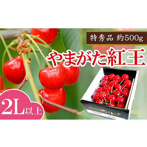 【令和9年産 先行予約】 さくらんぼ 「やまがた紅王」 約500g (特秀 2L以上) バラ詰め《令和9年6月中旬～発送》 『マルエ青果』 先行予約 サクランボ 果物 フルーツ 山形県 南陽市 [2704]