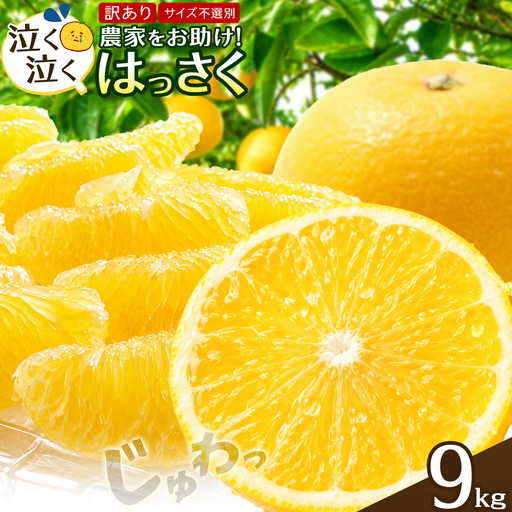 【ふるなびWEEK対象】訳あり はっさく八朔 9kg