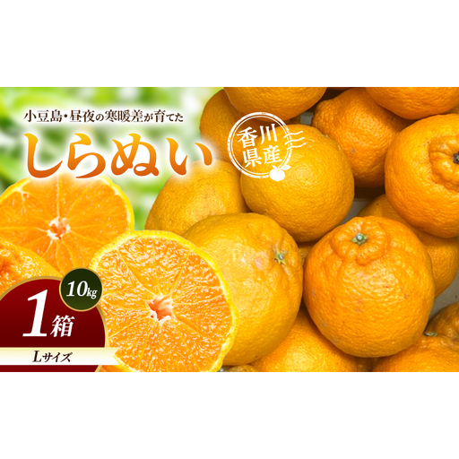 小豆島・昼夜の寒暖差が育てたしらぬい L 1箱(10kg) しらぬい 不知火 柑橘 フルーツ 果物 くだもの 香川 香川県 土庄 土庄町