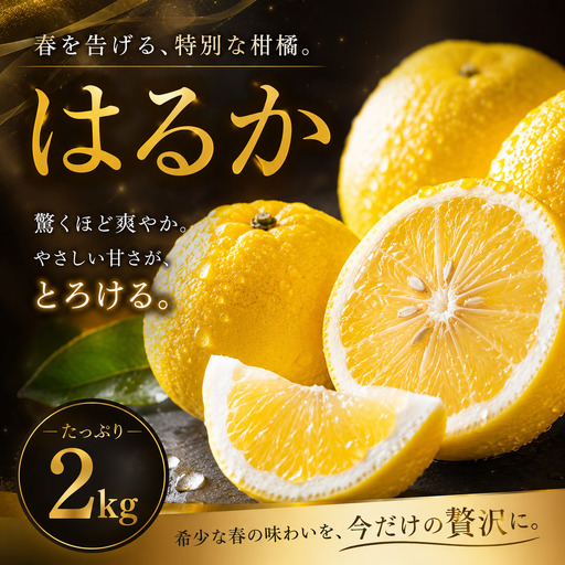 はるか 家庭用 2kg [2027年2月上旬頃から順次発送] | みかん ミカン mikan 蜜柑 訳ありフルーツ 柑橘 果物 おすすめ お勧め お取り寄せ ギフト 愛媛県 松山市 