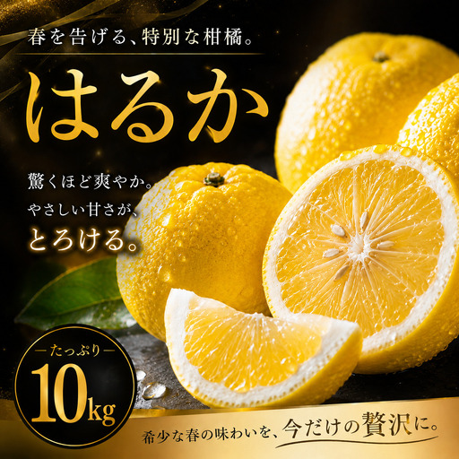  はるか 家庭用 10kg 【2027年2月上旬頃から順次発送】 | みかん ミカン mikan 蜜柑 訳ありフルーツ 柑橘 果物 おすすめ お勧め お取り寄せ ギフト 愛媛県 松山市 【MKN028】