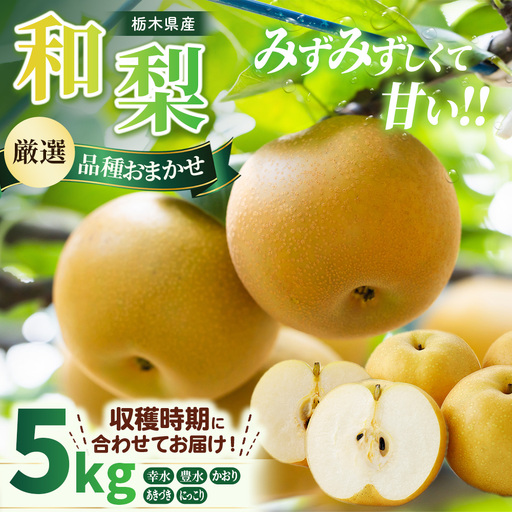 和梨 約5kg 品種おまかせ(幸水 豊水 かおり あきづき にっこり) | 先行予約 果物 フルーツ 旬 栃木県産 ※2026年8月〜発送