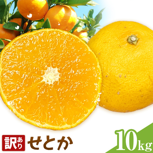 せとか 訳あり 10kg