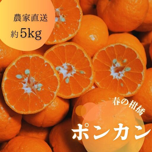 かんきつの本場　ありだのポンカン (約5kg)（B157-1）