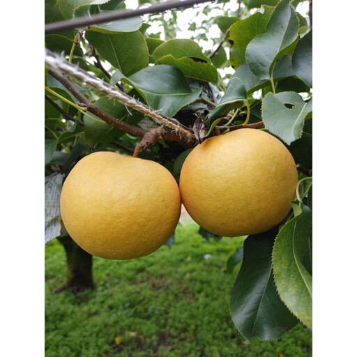 三ツ田農園 新興梨 (赤秀)3kg【10月頃お届け】