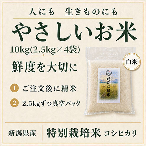 【先行予約】令和8年産 特別栽培米コシヒカリ 10kg新潟県田上町