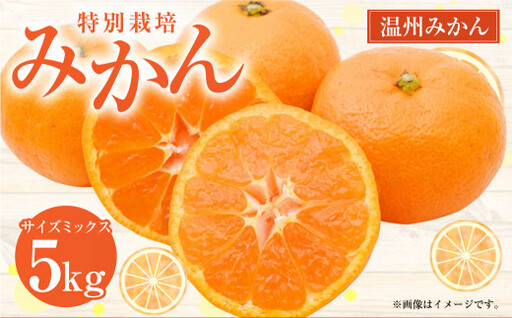 ＜ R8年熊本地震復興支援 ＞【先行受付】 特別栽培みかん 5kg サイズミックス 温州みかん みかん ミカン 蜜柑 フルーツ 柑橘 果物 果実 熊本県 上天草市【2026年12月下旬から2027年1月下旬発送開始】