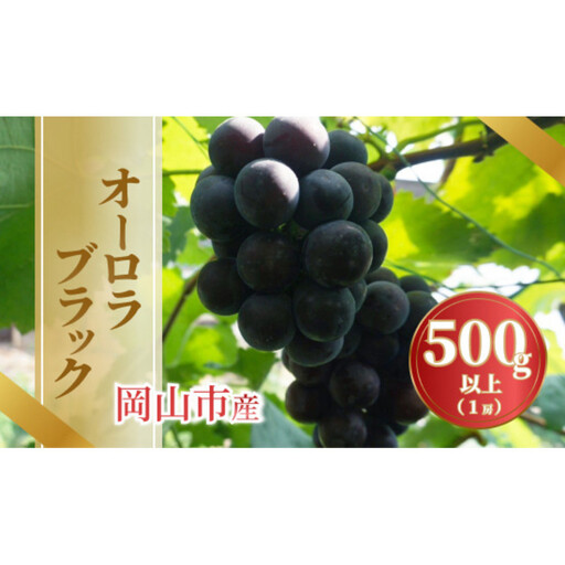 《2026年発送》岡山市産オーロラブラック 500g以上 １房