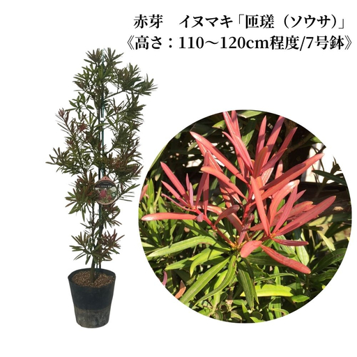 赤芽 イヌマキ 「匝瑳(ソウサ)」[高さ:110〜120cm程度]