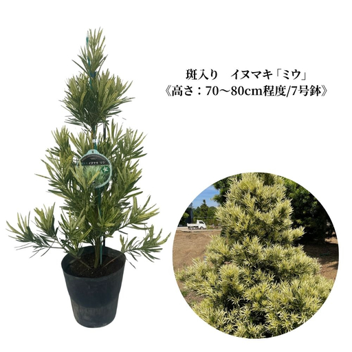 斑入り イヌマキ 「 ミウ 」[高さ:70〜80cm程度]