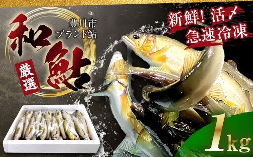 【 とよかわ鮎 】 冷凍 約1kg 厳選鮎使用！ （ 急速冷凍 ）