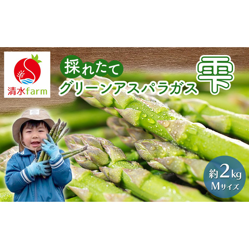 グリーンアスパラ 雫 富良野産 アスパラ【約2kg Mサイズ】【先行予約】