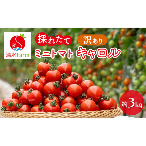 [2026年7月〜発送]訳あり 富良野産 採れたて直送! ミニトマト キャロル10 [約3kg] (清水farm) トマト ミニトマト とまと 野菜 新鮮 甘い 季節限定 北海道 富良野 ふらの