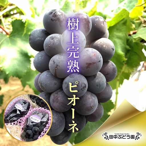 [2026年8月中旬頃出荷分先行予約]ぶどう ピオーネ ぶどう詰め合わせ 厳選 ピオーネ 約2.0kg(3〜4房)