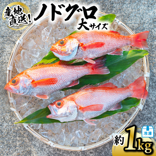 ノドグロ 大サイズ 約1kg 産地直送 冷凍 下処理済 アカムツ のどぐろ 高級魚 水揚げ時重量約1kg 下処理後約800g