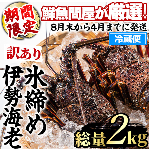 【0683209a】＜訳あり＞朝獲れ発送！鮮魚問屋が厳選した氷締め伊勢海老(2～5尾・総量2kg以上) 伊勢エビ 伊勢えび 刺身 さしみ えび 海老 魚介類 海鮮 刺身 塩焼き 訳あり 訳アリ 【江川商店】