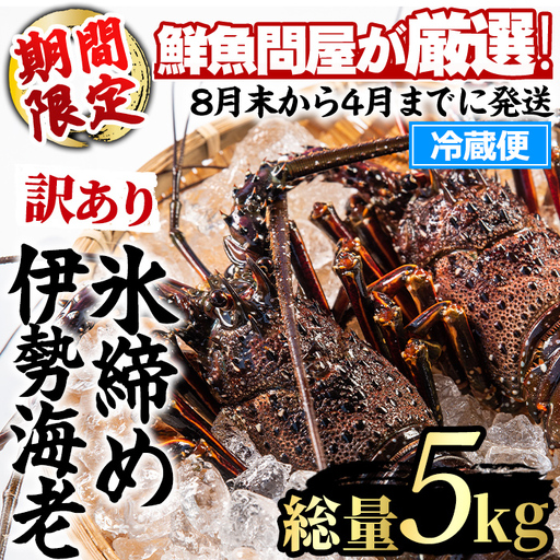 【1683212a】＜訳あり＞朝獲れ発送！鮮魚問屋が厳選した氷締め伊勢海老(5～12尾・総量5kg以上) 伊勢エビ 伊勢えび 刺身 さしみ えび 海老 魚介類 海鮮 刺身 塩焼き 訳あり 訳アリ 【江川商店】