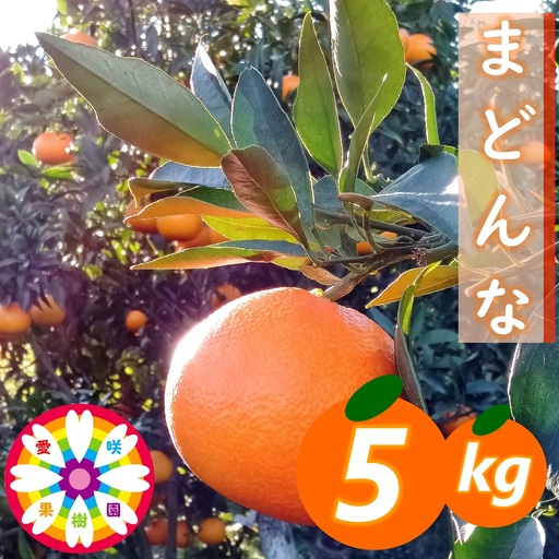 【先行受付】愛咲果樹園「まどんな」約5kg【71-67】YWTS046