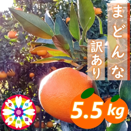 【先行受付】愛咲果樹園「まどんな」訳あり 約5.5kg【71-65】YWTS048