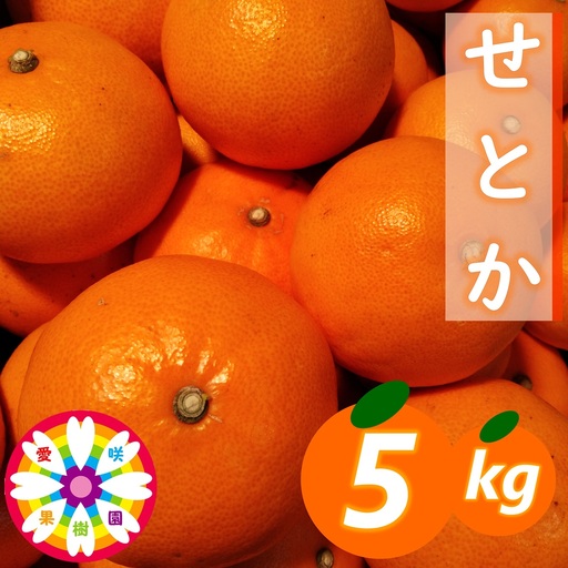 【先行受付】愛咲果樹園「せとか」約5kg【71-53】YWTS050