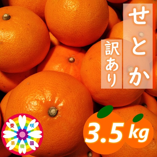 [先行受付]愛咲果樹園「せとか」訳あり約3.5kg[71-43]Y