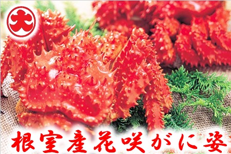 [北海道根室産]花咲がに姿1.2kg×1尾