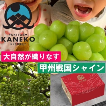 【本場山梨の旬を心ゆくまで堪能】甲州戦国シャインマスカット 約2kg 9月中旬発送予定【配送不可地域：離島】【1748242】