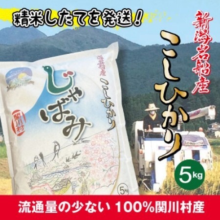 ふっくら食感!R7年産 関川村産コシヒカリ5kg(5kg×1) 丁寧に育てた精米 [山口ファーム]【1748802】