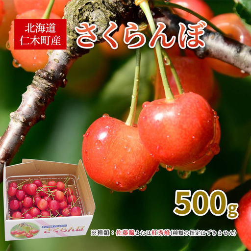 さくらんぼ 500g 佐藤錦または紅秀峰 北海道 仁木町産 さくらんぼ
