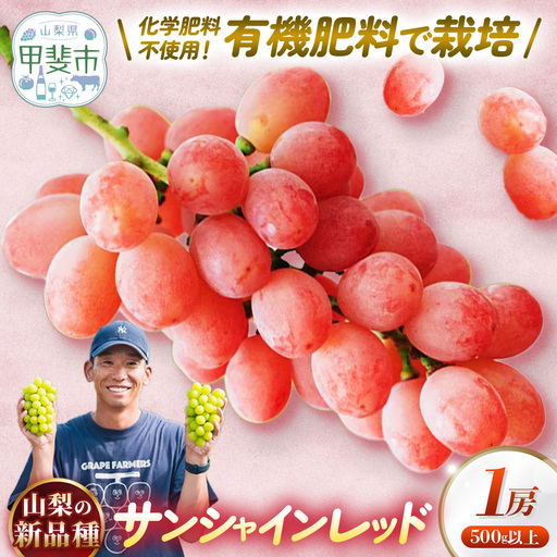 山梨県オリジナル品種ぶどう サンシャインレッド 1房(500g以上) 山梨県産ぶどう