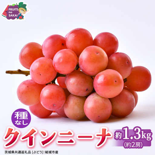 クインニーナ 約1.3kg（約2房） 【2026年8月より発送開始】（茨城県共通返礼品 [ぶどう]：結城市産）