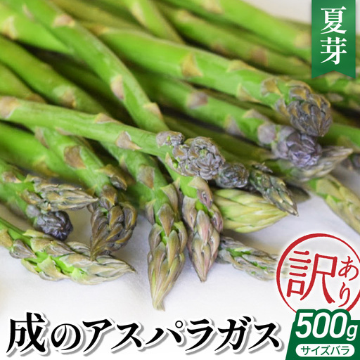 成 アスパラガス 訳あり 500g 夏芽 アスパラガス