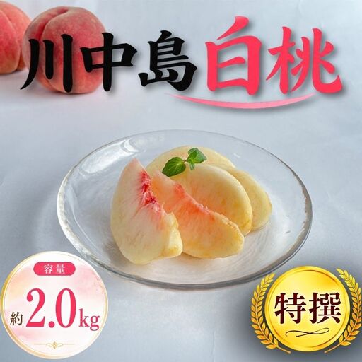 【8月下旬発送】 桃 川中島白桃 特撰 約2.0㎏ 先行予約 桃 fujimura004
