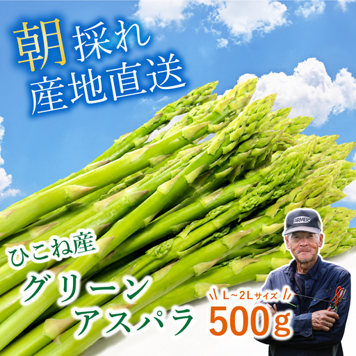 先行予約 グリーンアスパラ 500g ( L~2L ) 夏芽 アスパラガス アスパラ 夏アスパラ ひこねアスパラ 朝採 新鮮 春野菜 夏野菜 野菜 やさい 滋賀 彦根