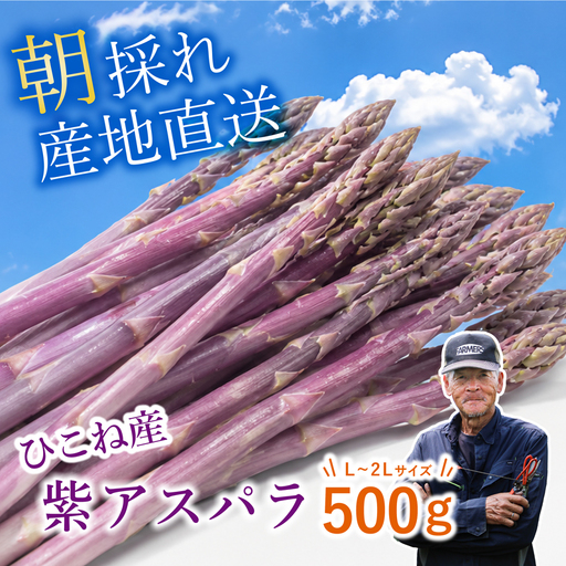 先行予約 紫アスパラ 500g ( L~2L ) 夏芽 アスパラガス アスパラ 夏アスパラ ひこねアスパラ 朝採 新鮮 春野菜 夏野菜 野菜 やさい 滋賀 彦根
