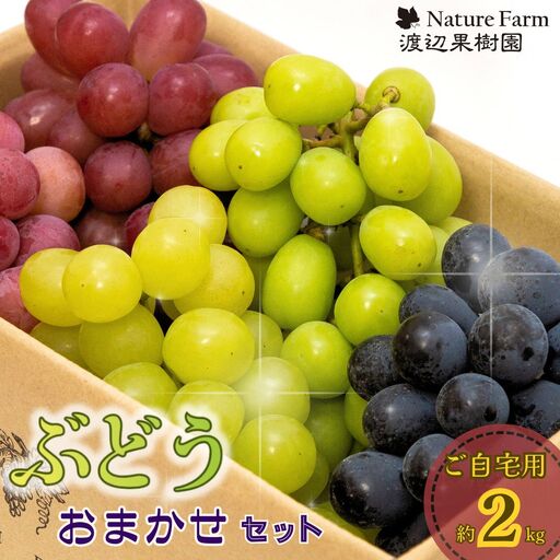 ご自宅用ぶどうおまかせセット 約2kg 令和8年度 三条市 シャインマスカット 渡辺果樹園