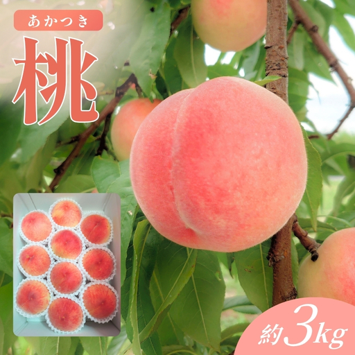 No.3360福島市産桃「あかつき」約3kg granyuu-farm
