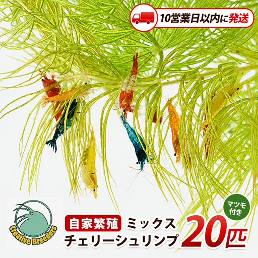 [10営業日以内に発送]自家繁殖ミックスチェリーシュリンプ20匹+マツモ付き (アクアファームはくと/IB167-001)