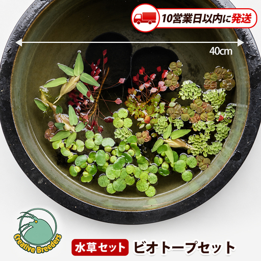 [10営業日以内に発送]ビオトープセット (アクアファームはくと/IB167-002)