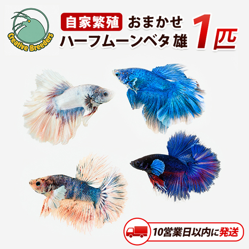 [10営業日以内に発送]おまかせハーフムーンベタ 雄 1匹 (アクアファームはくと/IB167-003)
