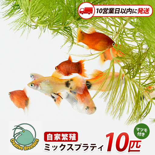 [10営業日以内に発送]ミックスプラティ10匹+マツモ付き (アクアファームはくと/IB167-004)