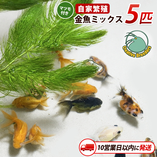 [10営業日以内に発送]金魚ミックス5匹+マツモ付き (アクアファームはくと/IB167-005)