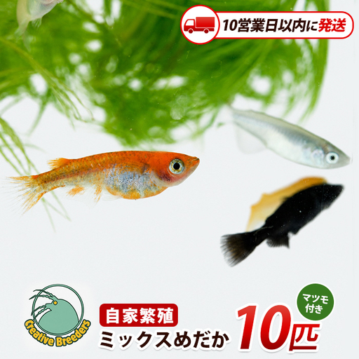 [10営業日以内に発送]ミックスめだか10匹+マツモ付き (アクアファームはくと/IB167-006)
