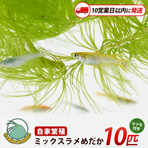 [10営業日以内に発送]ミックスラメめだか10匹+マツモ付き (アクアファームはくと/IB167-007)