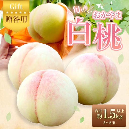 【 贈答用 】 旬のおかやま白桃 5～6玉 （ 約1.5kg以上 ） 桃 もも モモ 白桃 ピーチ フルーツ 果物 くだもの 果実 おやつ デザート スイーツ 岡山県産 国産 【 2026年7月上旬～8月下旬迄発送予定 】