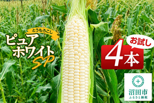 《7月下旬～9月上旬発送》とうもろこし ピュアホワイトSP お試しセット（4本）山口いちご園
