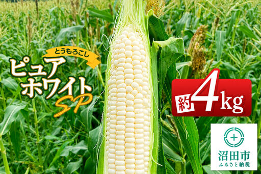 《7月下旬～9月上旬発送》とうもろこし ピュアホワイトSP 約4kg（8～12本）山口いちご園