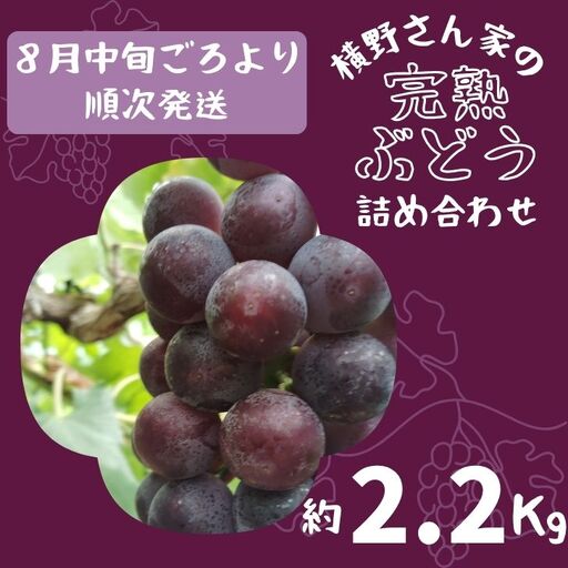 BV2　横野さん家の「完熟ぶどう」の詰合せ　約2.2㎏ 【 数量限定 ブドウ 葡萄 詰め合わせ セット 贈答 藤稔 紫玉 ピオーネ シャインマスカット ギフト 自宅用 】