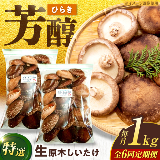 [6回定期便]生しいたけ ひらき 1kg / 清水しいたけ園[AWAY009]椎茸