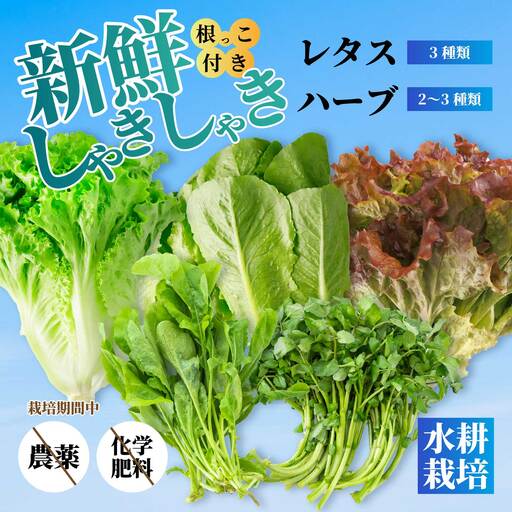 野菜 セット レタス3種 ハーブ2～3種 詰め合わせ サラダ やさい クレソン ルッコラ パセリ バジル ヘルシー 水耕栽培 アクアポニックス 根付き 新鮮 広島県 三原市 245001
